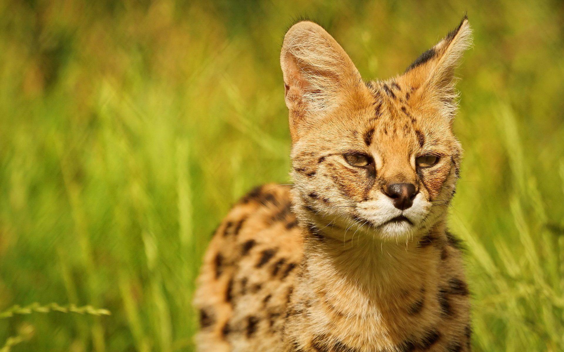 Serval Wallpapers