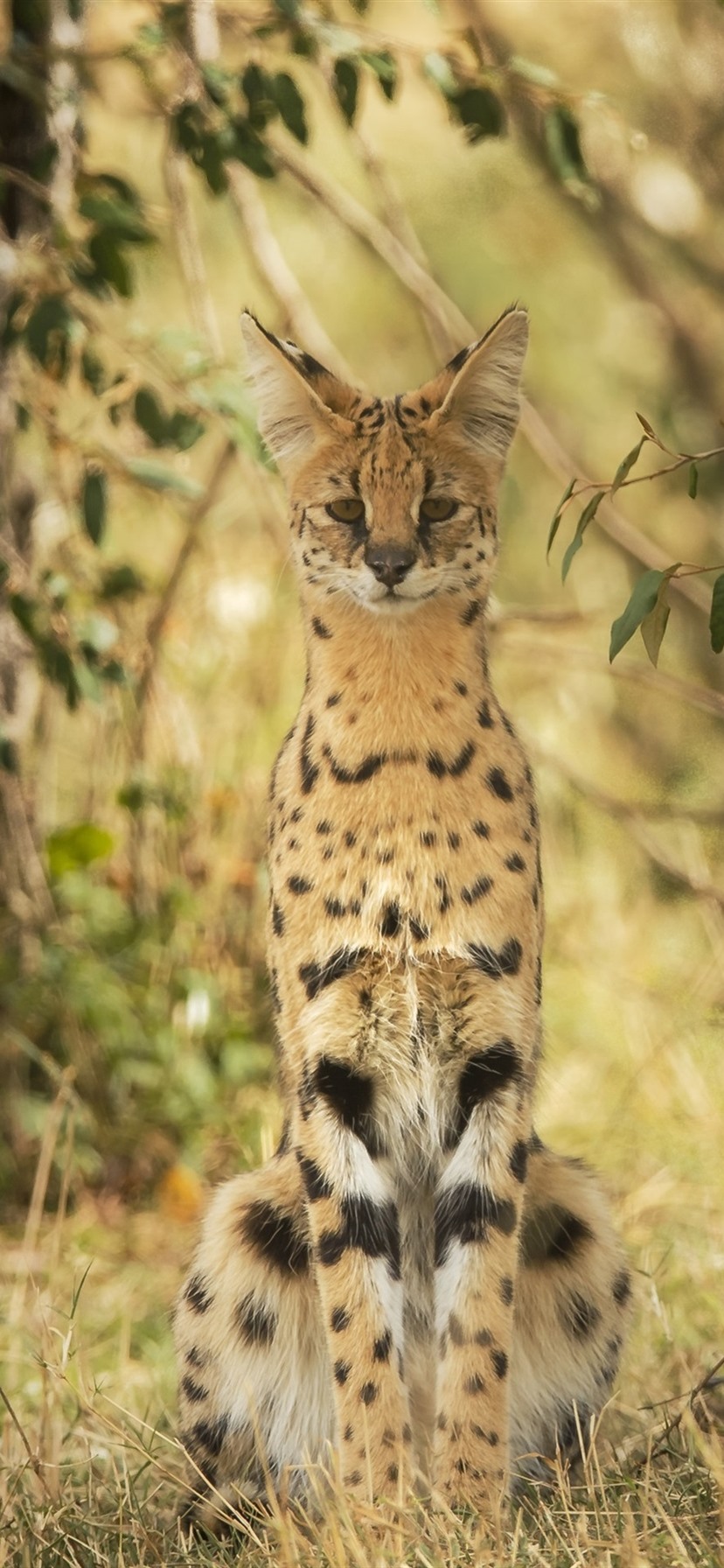 Serval Wallpapers