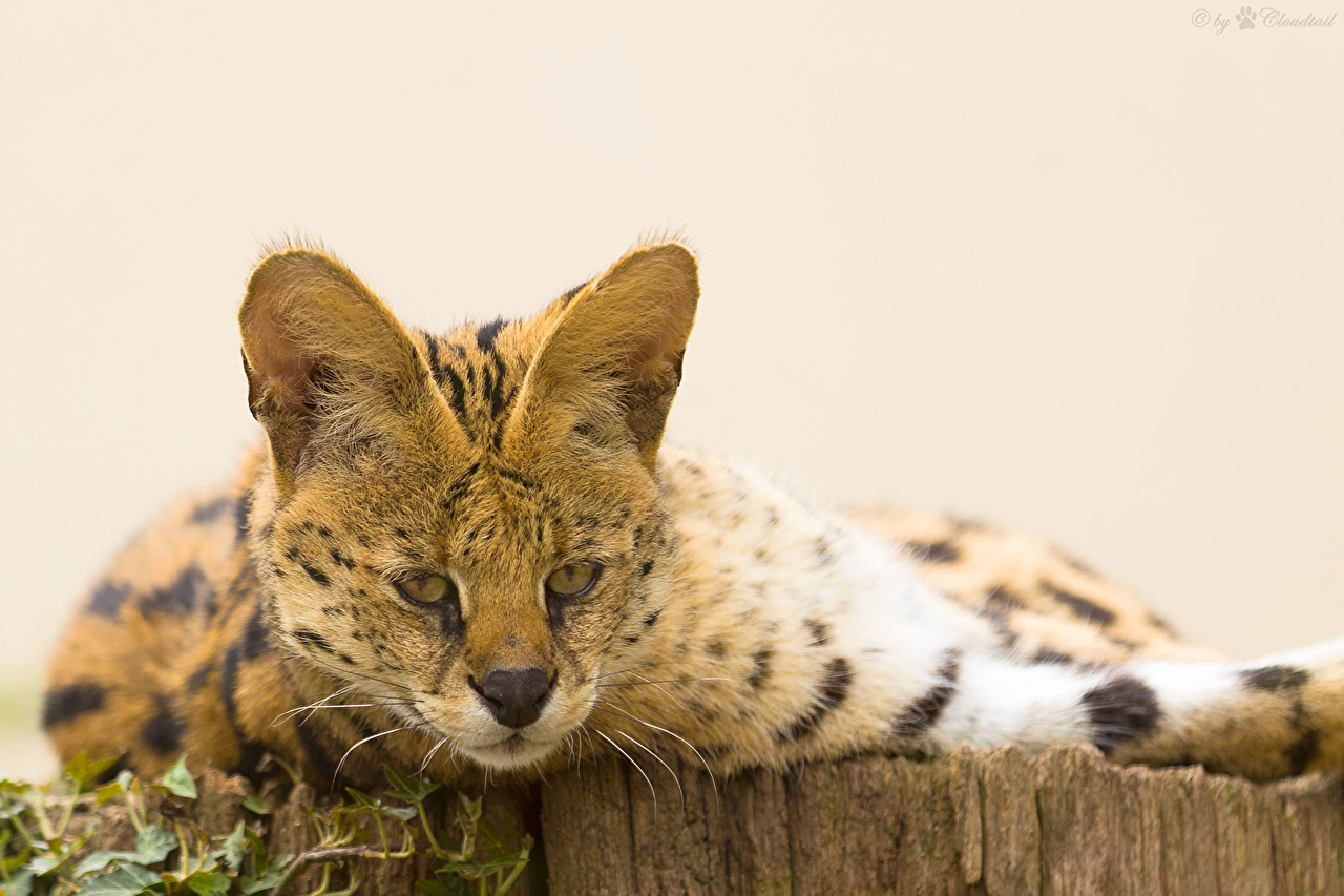 Serval Wallpapers