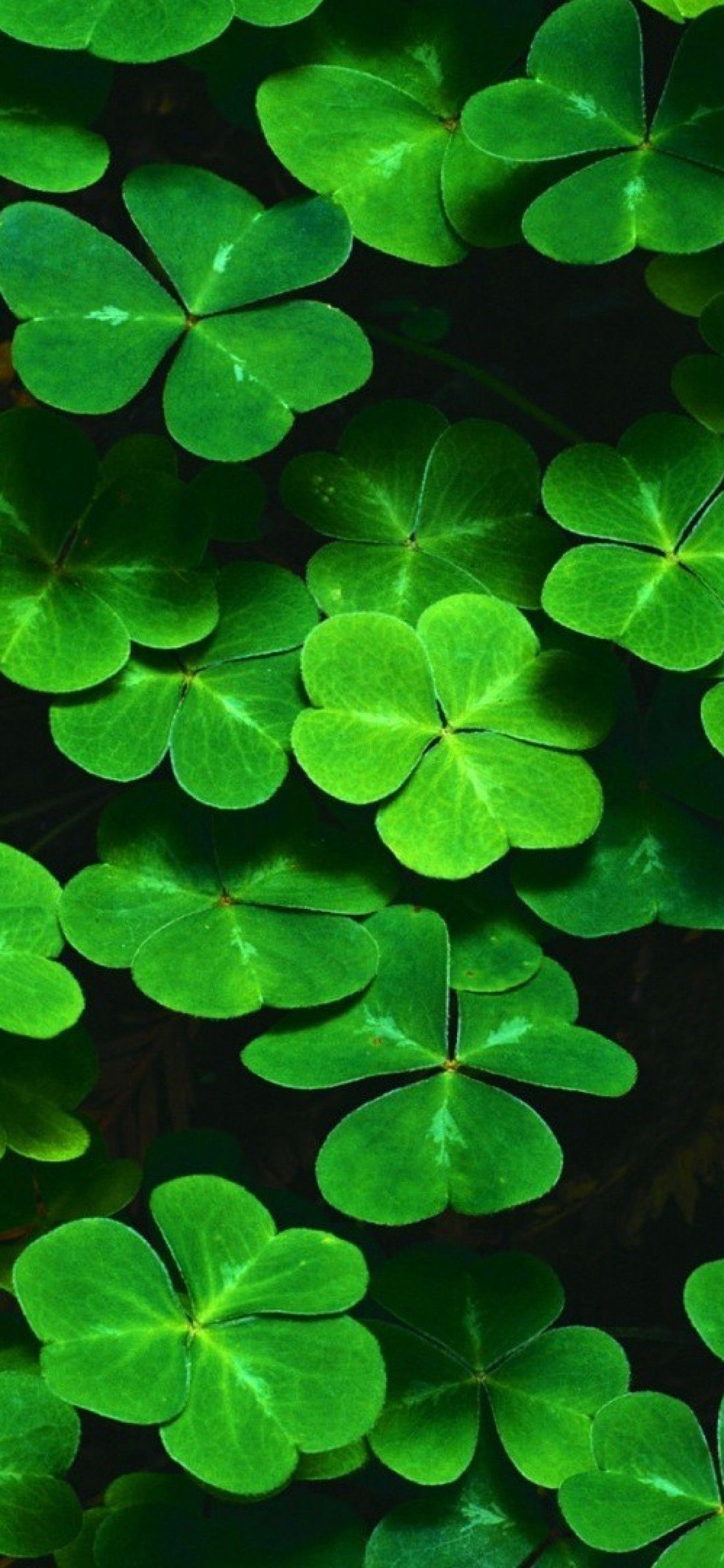 Shamrock Iphone Wallpapers