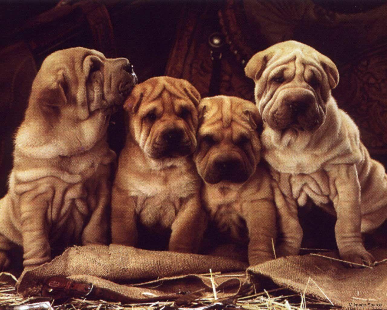 Shar Pei Wallpapers