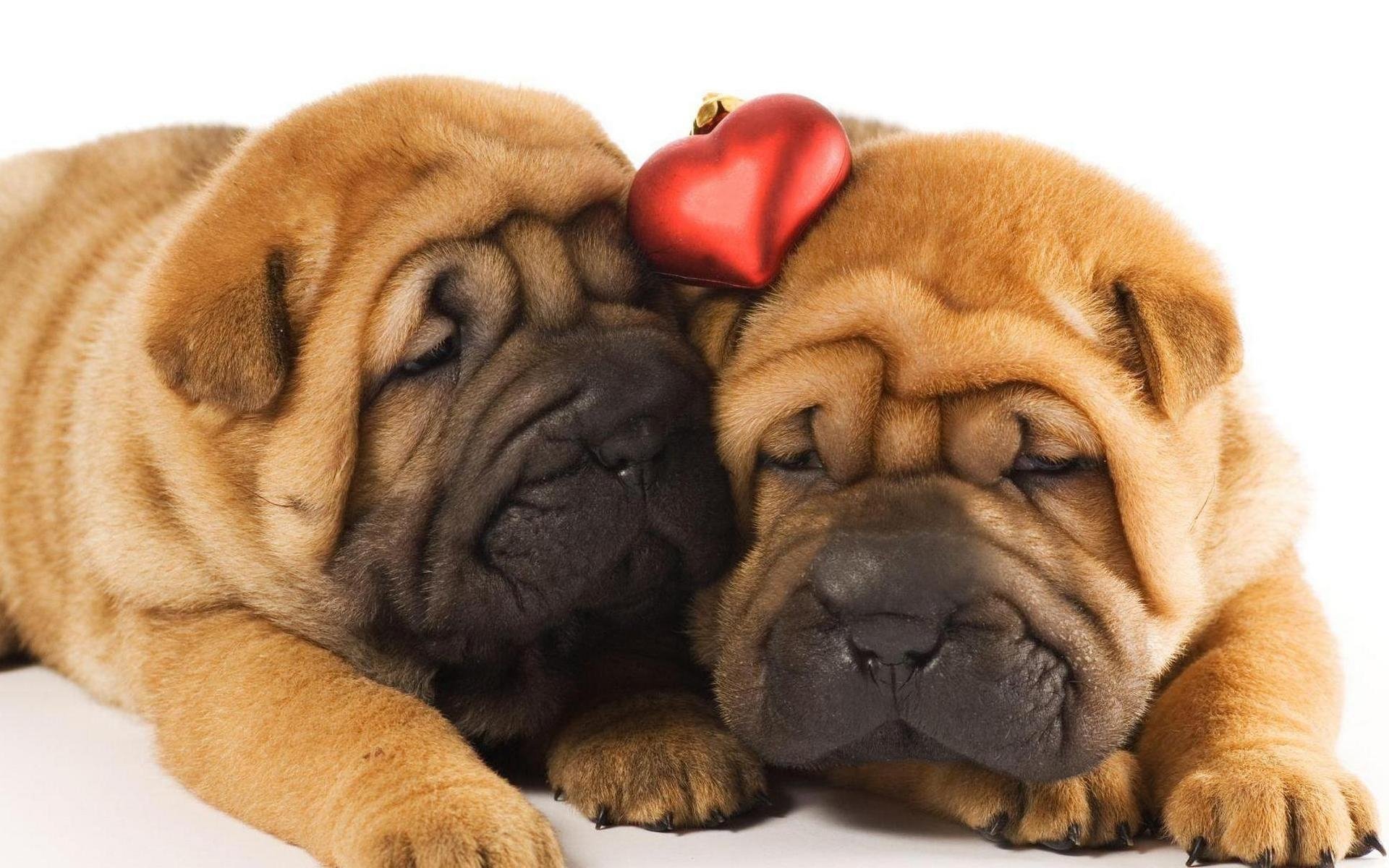 Shar Pei Wallpapers