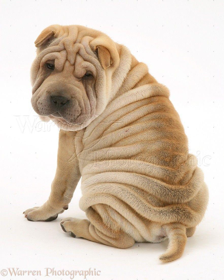 Shar Pei Wallpapers