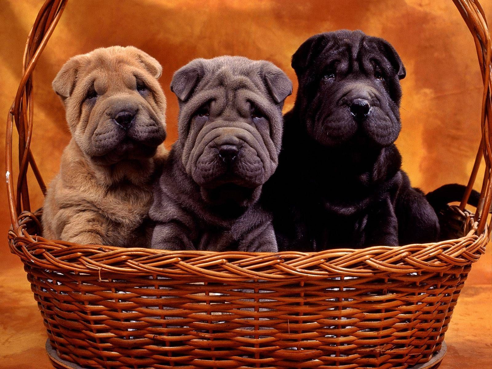 Shar Pei Wallpapers