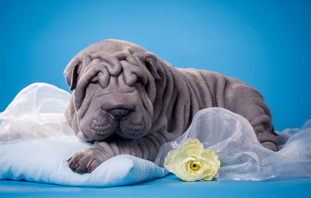 Shar Pei Wallpapers