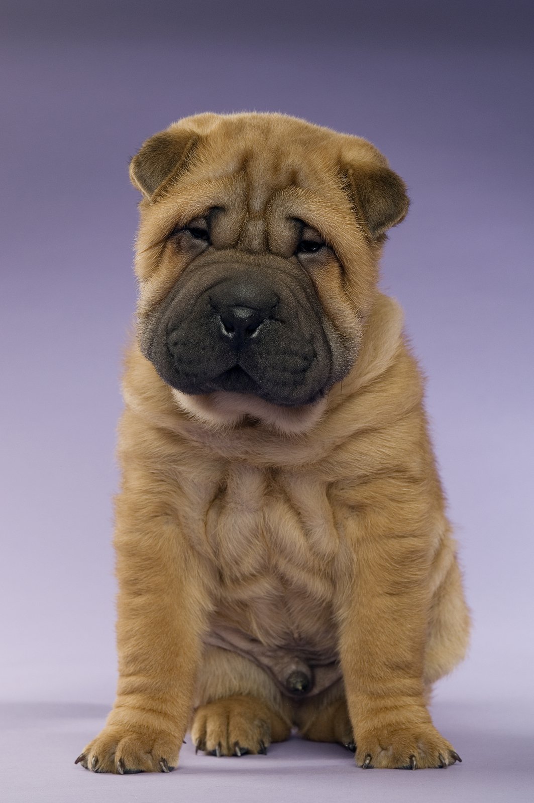 Shar Pei Wallpapers