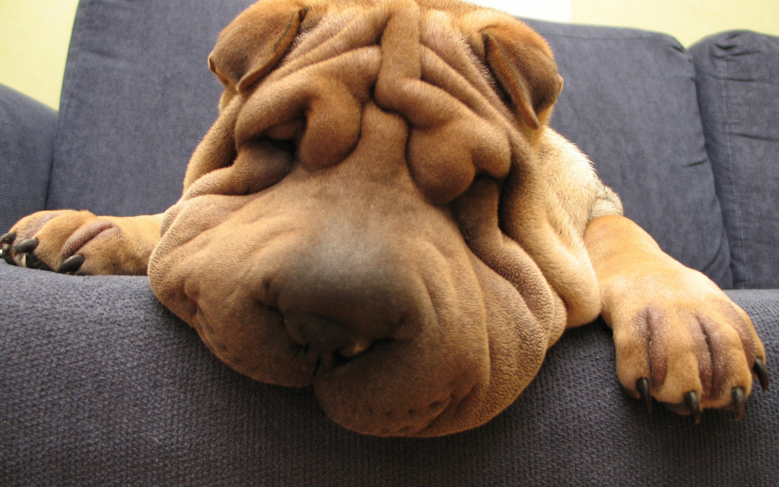 Shar Pei Wallpapers