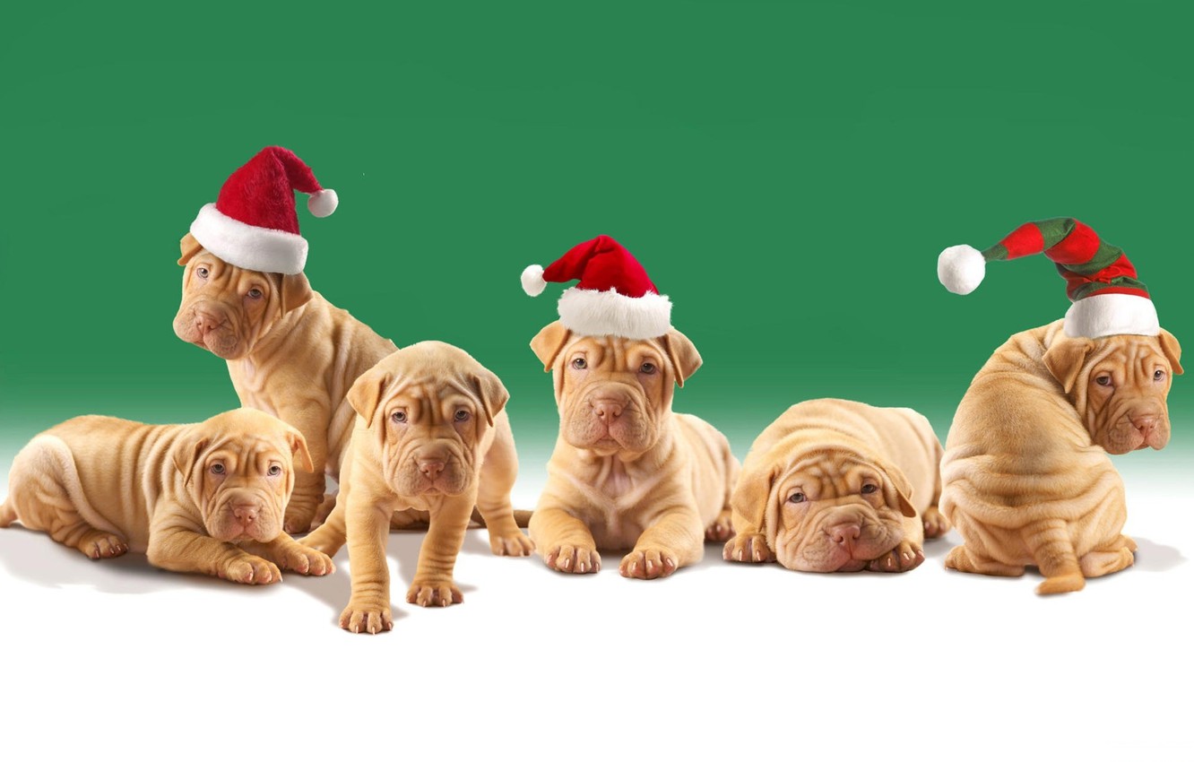 Shar Pei Wallpapers