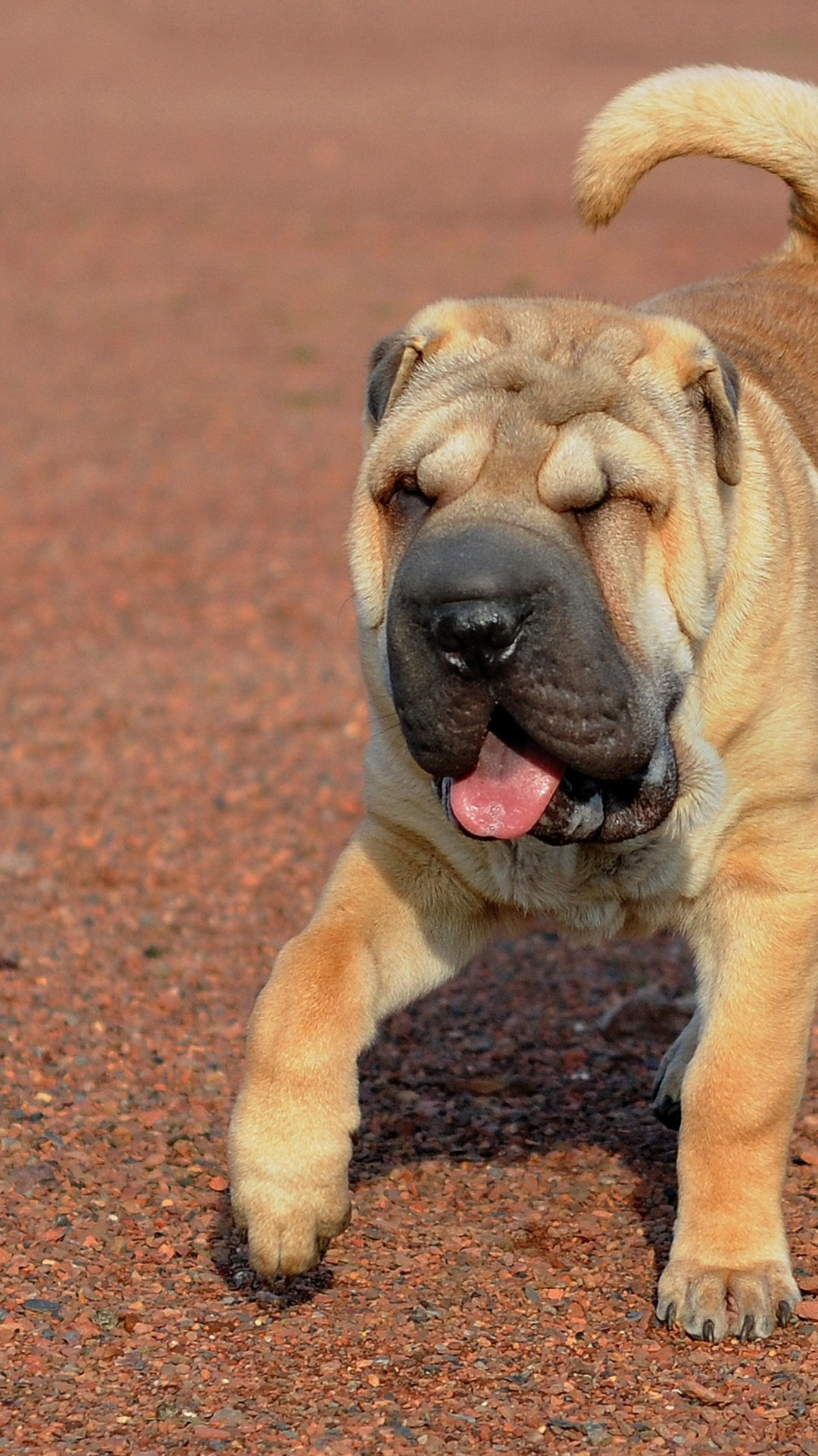 Shar Pei Wallpapers