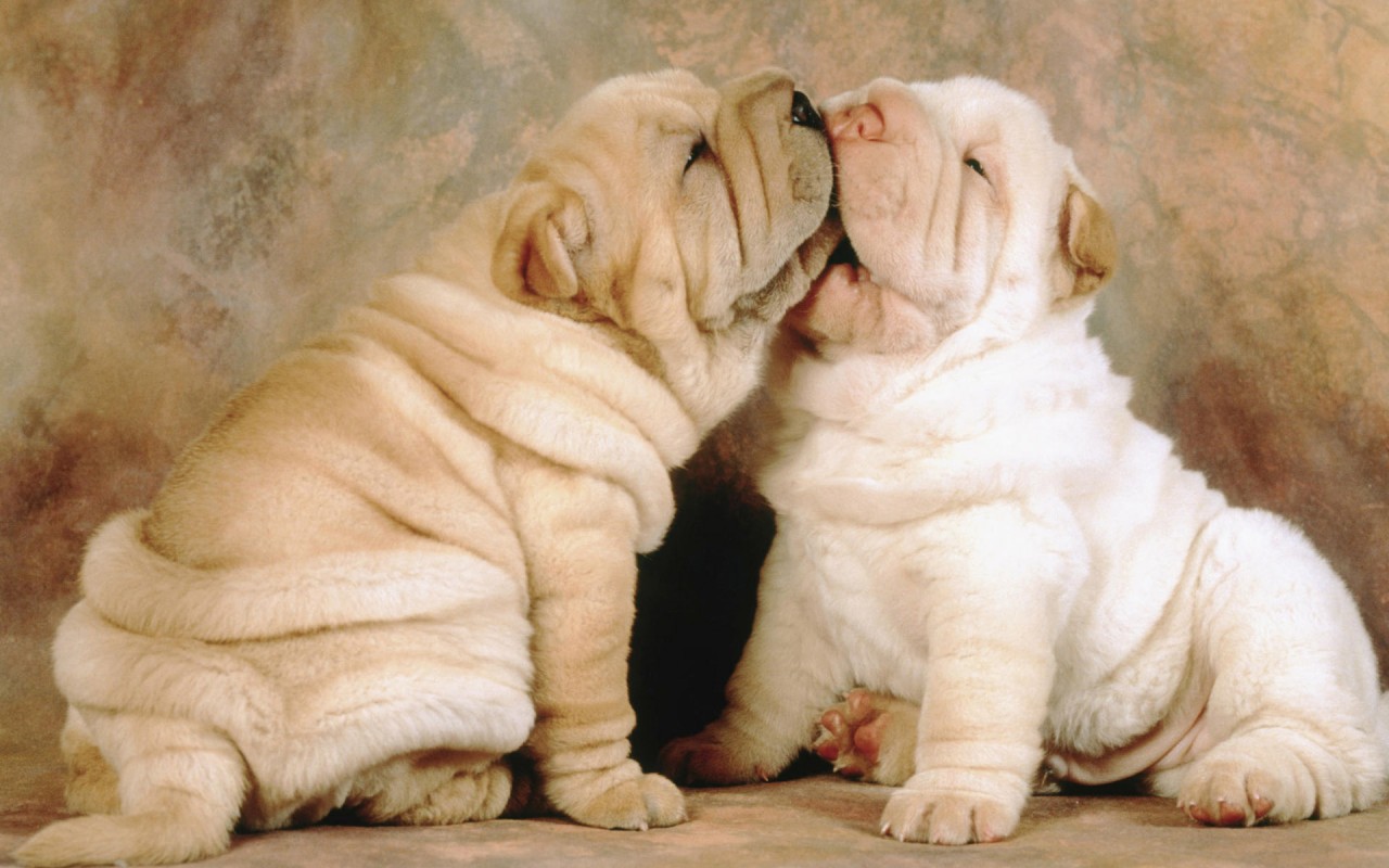 Shar Pei Wallpapers