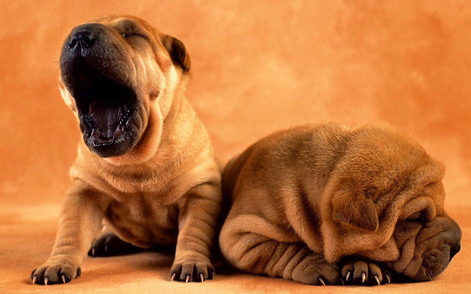 Shar Pei Wallpapers