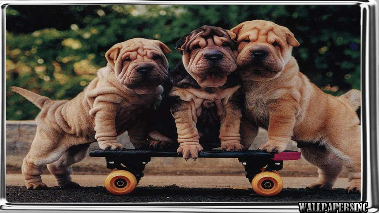 Shar Pei Wallpapers