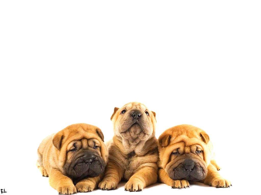 Shar Pei Wallpapers