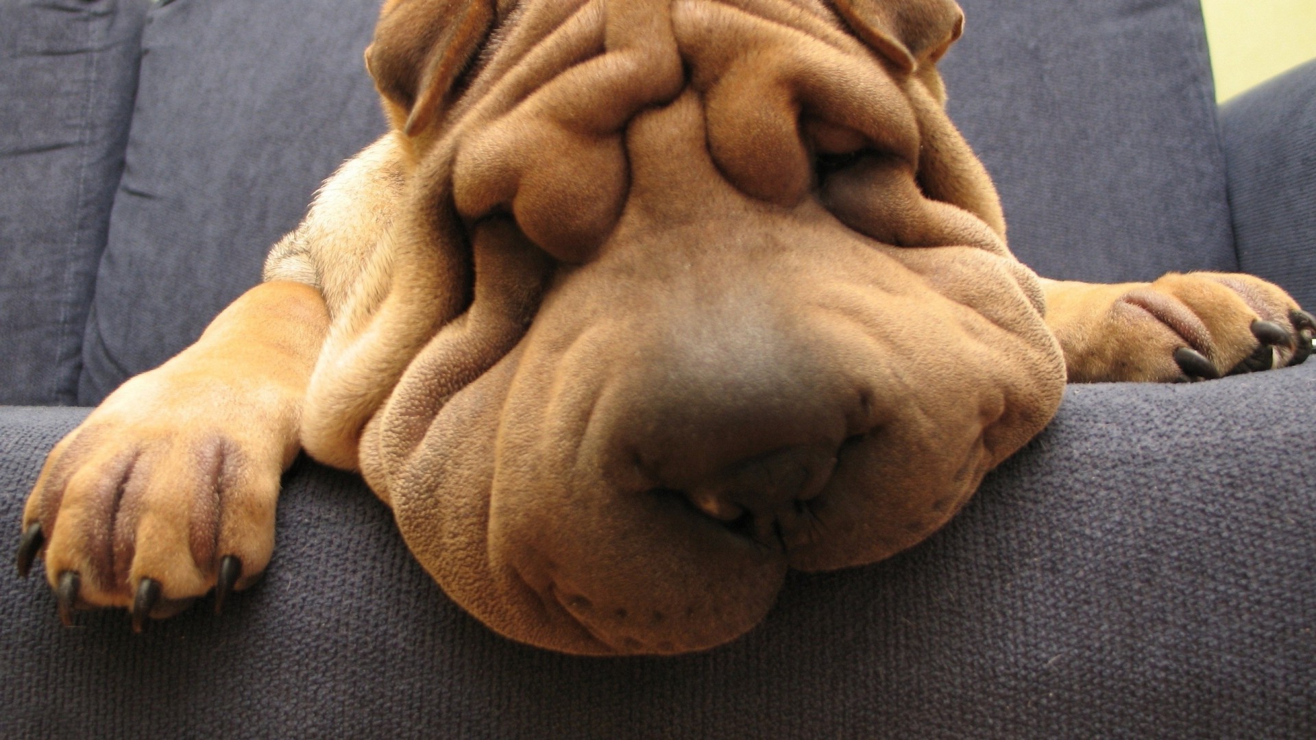 Shar Pei Wallpapers