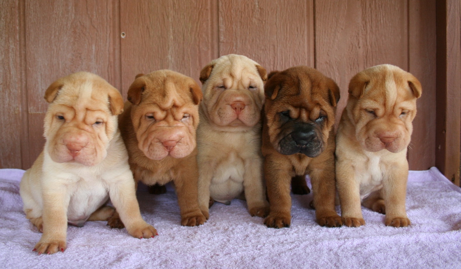 Shar Pei Wallpapers