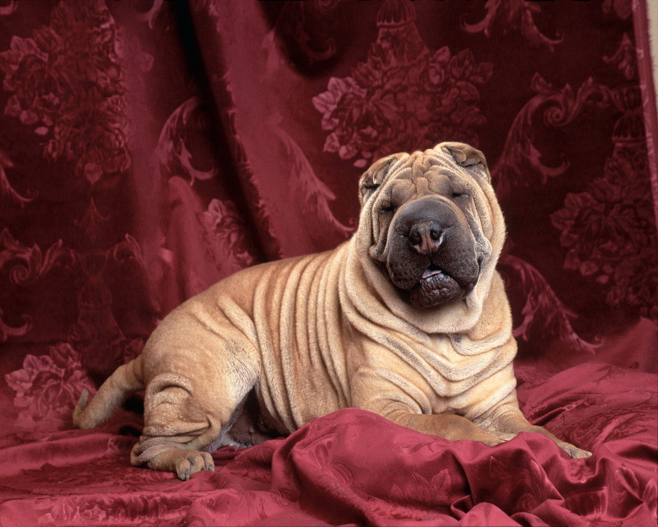 Shar Pei Wallpapers