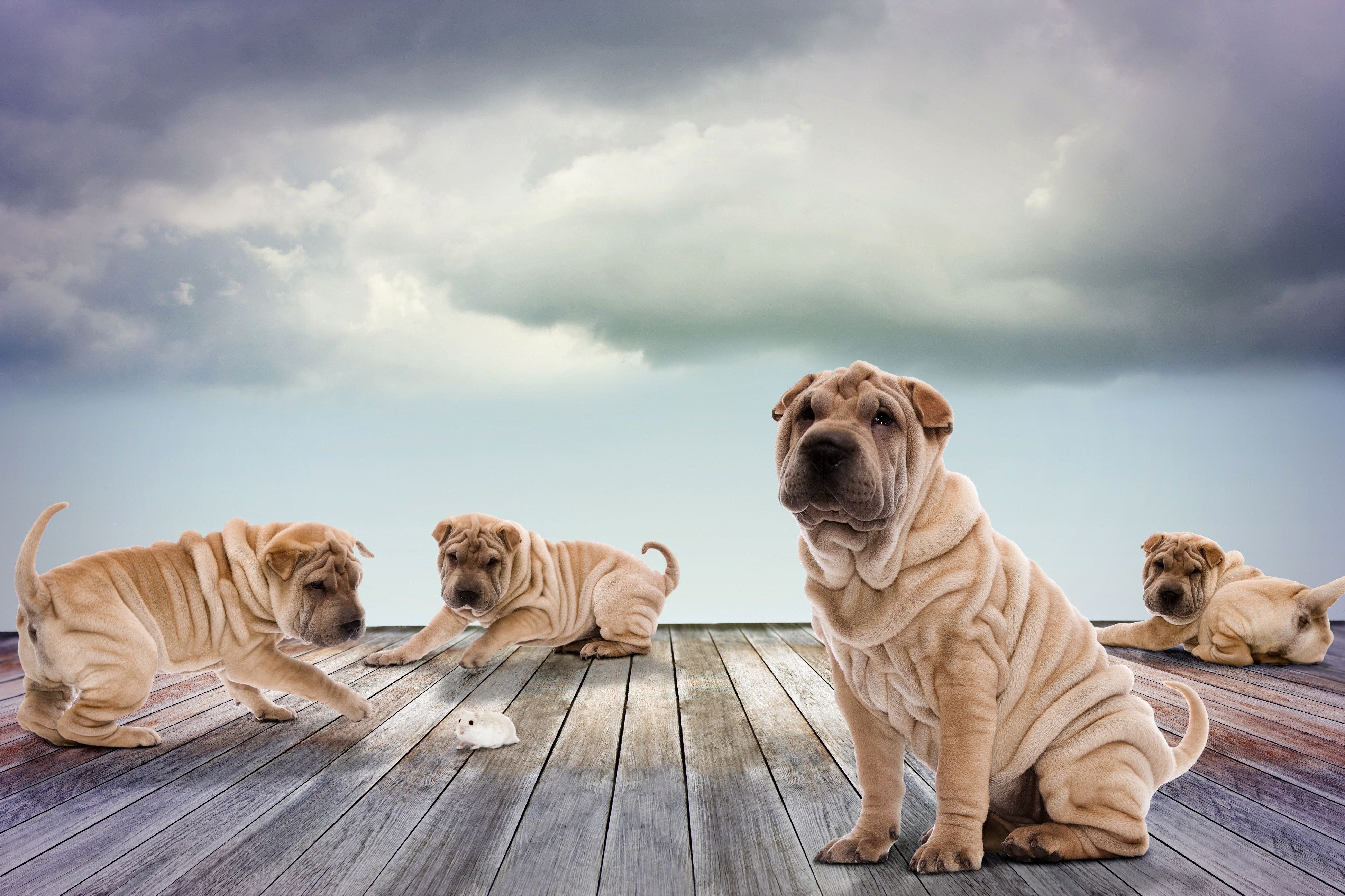 Shar Pei Wallpapers