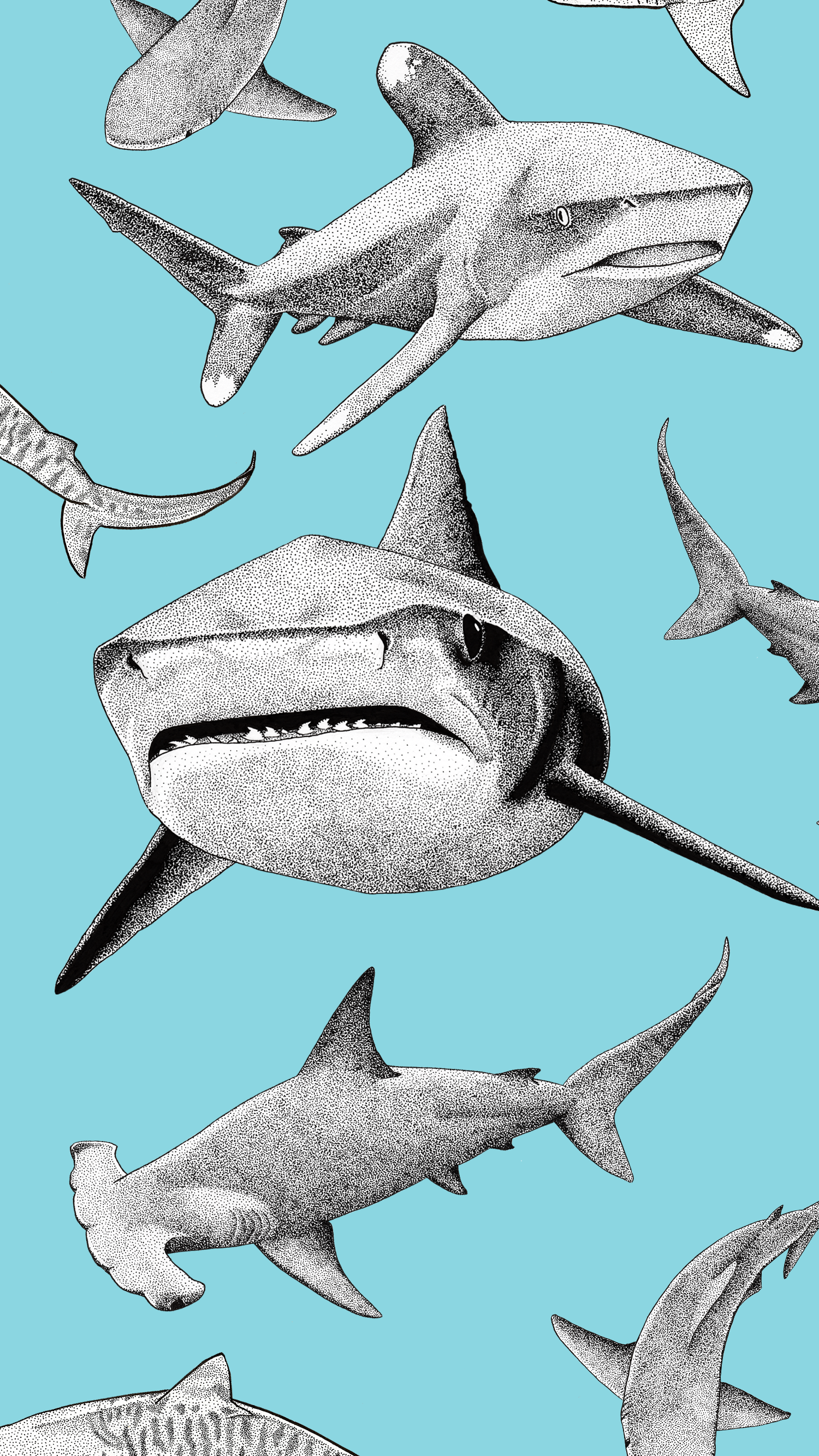 Shark Aesthetic Wallpapers