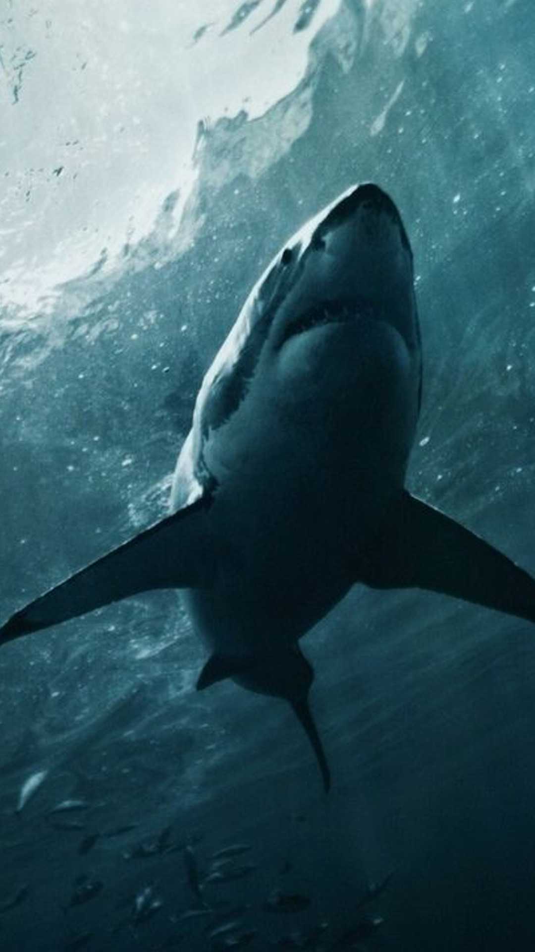 Shark Aesthetic Wallpapers