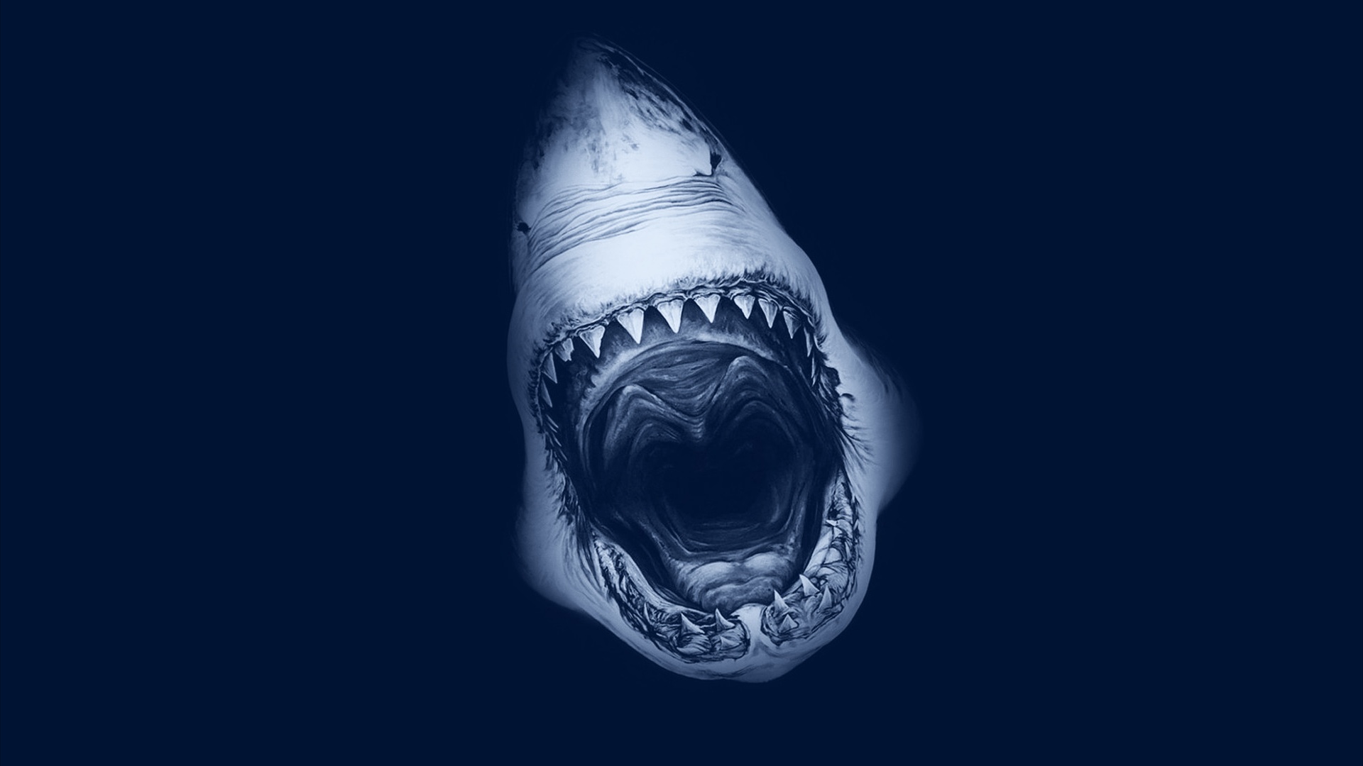 Shark From Nemo Wallpapers