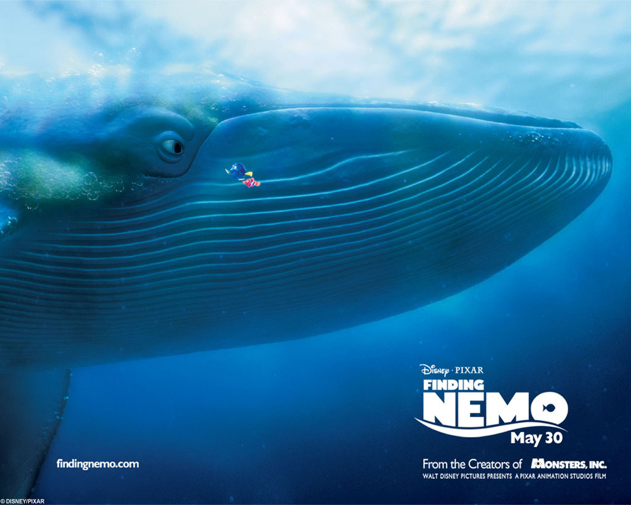 Shark From Nemo Wallpapers