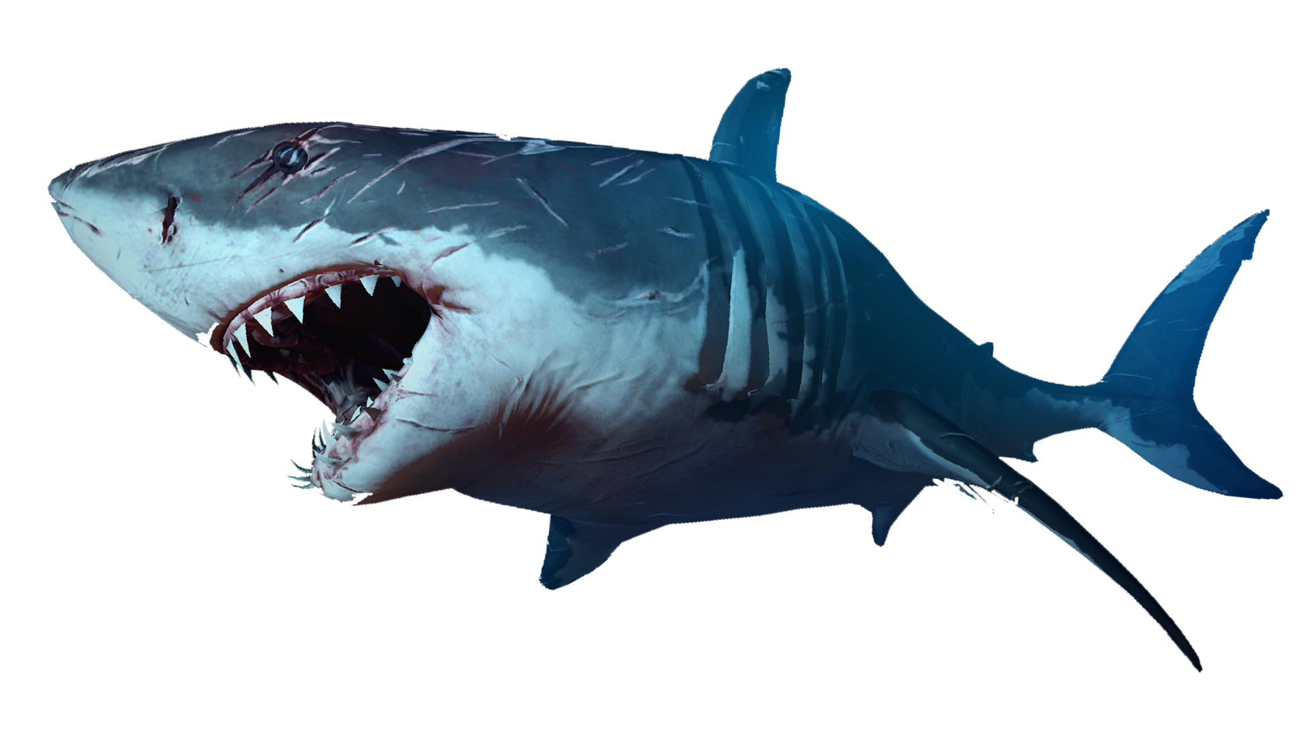 Shark From Nemo Wallpapers