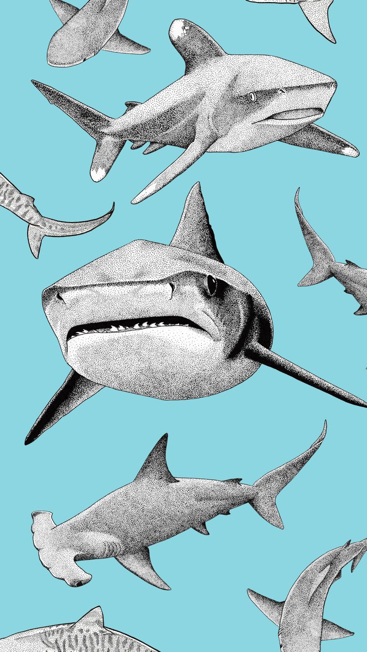 Shark Wallpapers