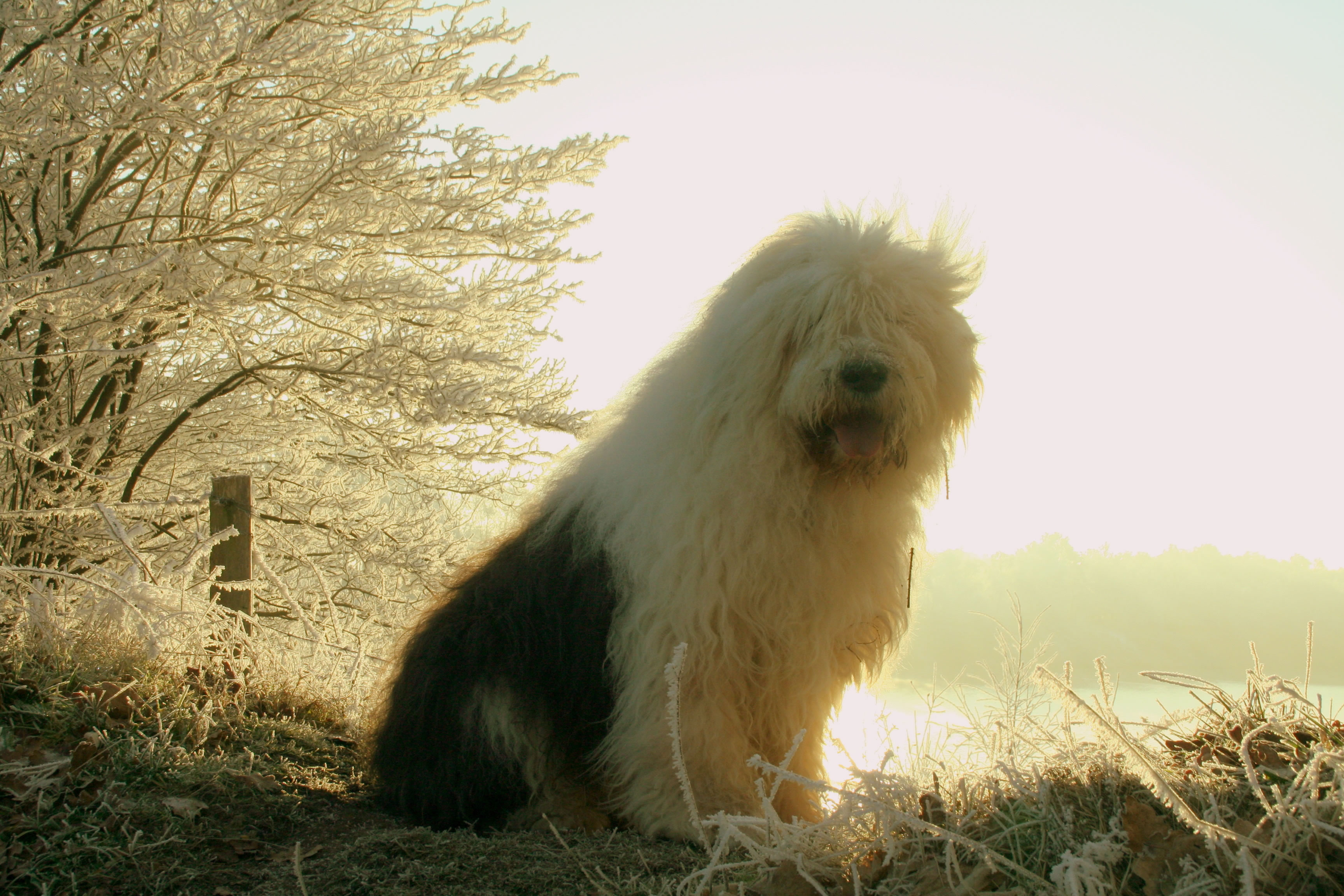 Sheepdog Wallpapers