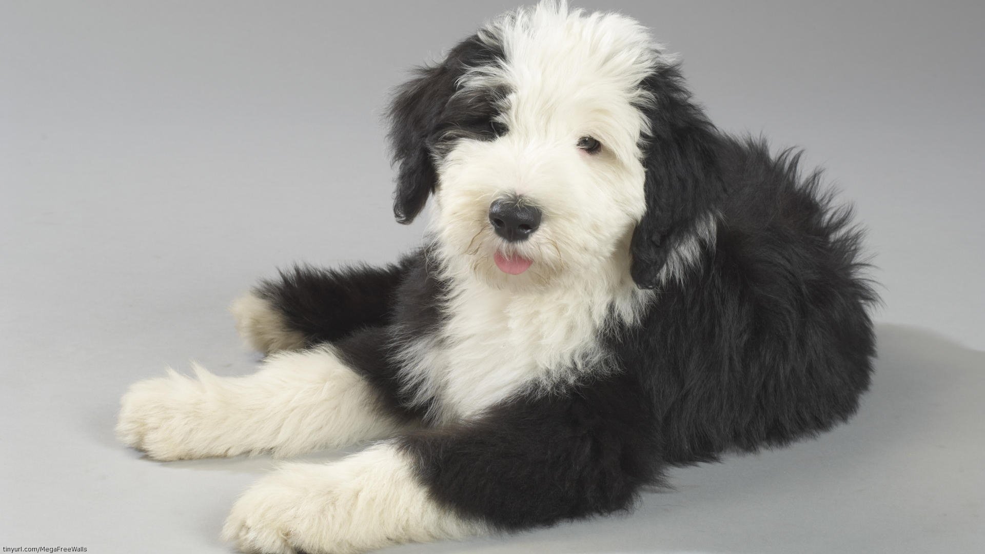 Sheepdog Wallpapers