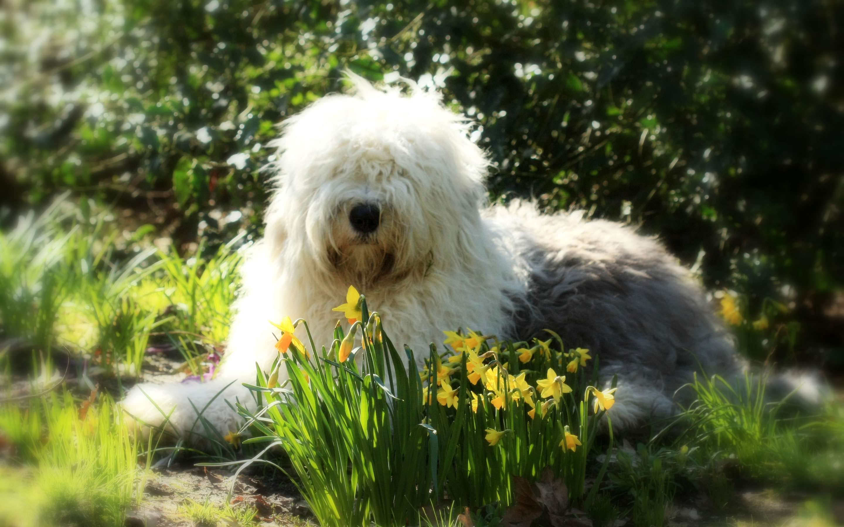 Sheepdog Wallpapers