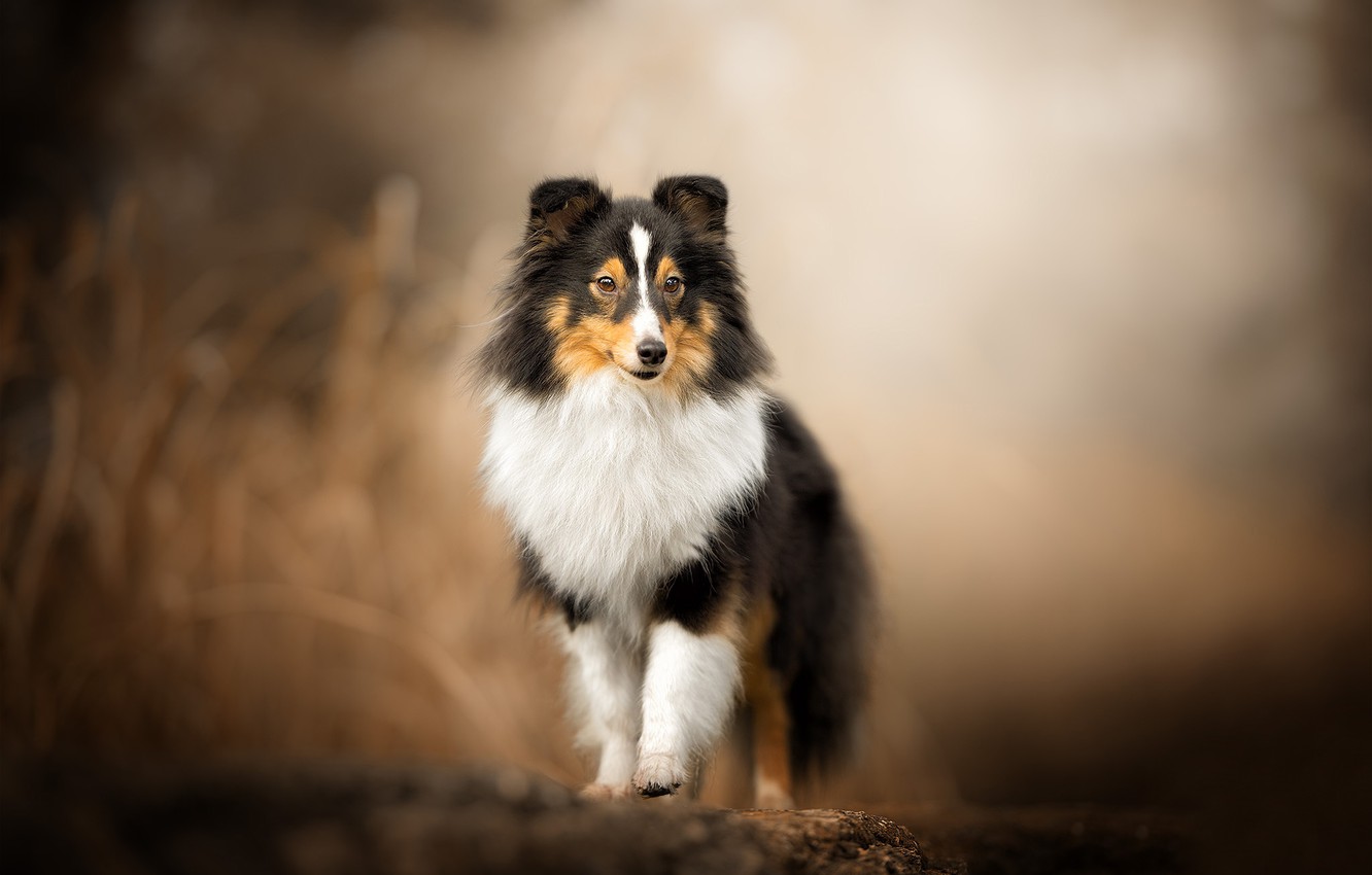 Sheepdog Wallpapers