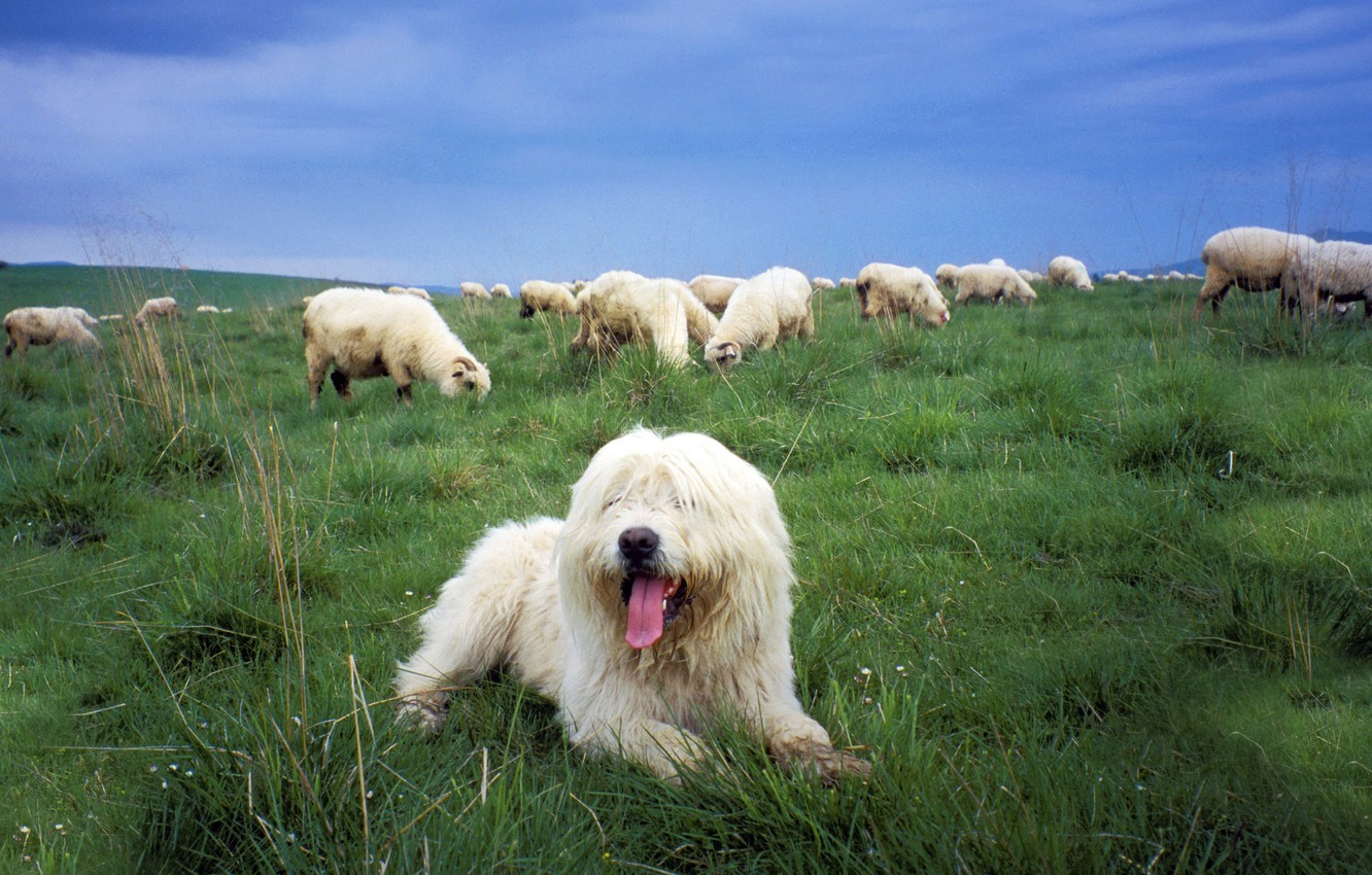 Sheepdog Wallpapers