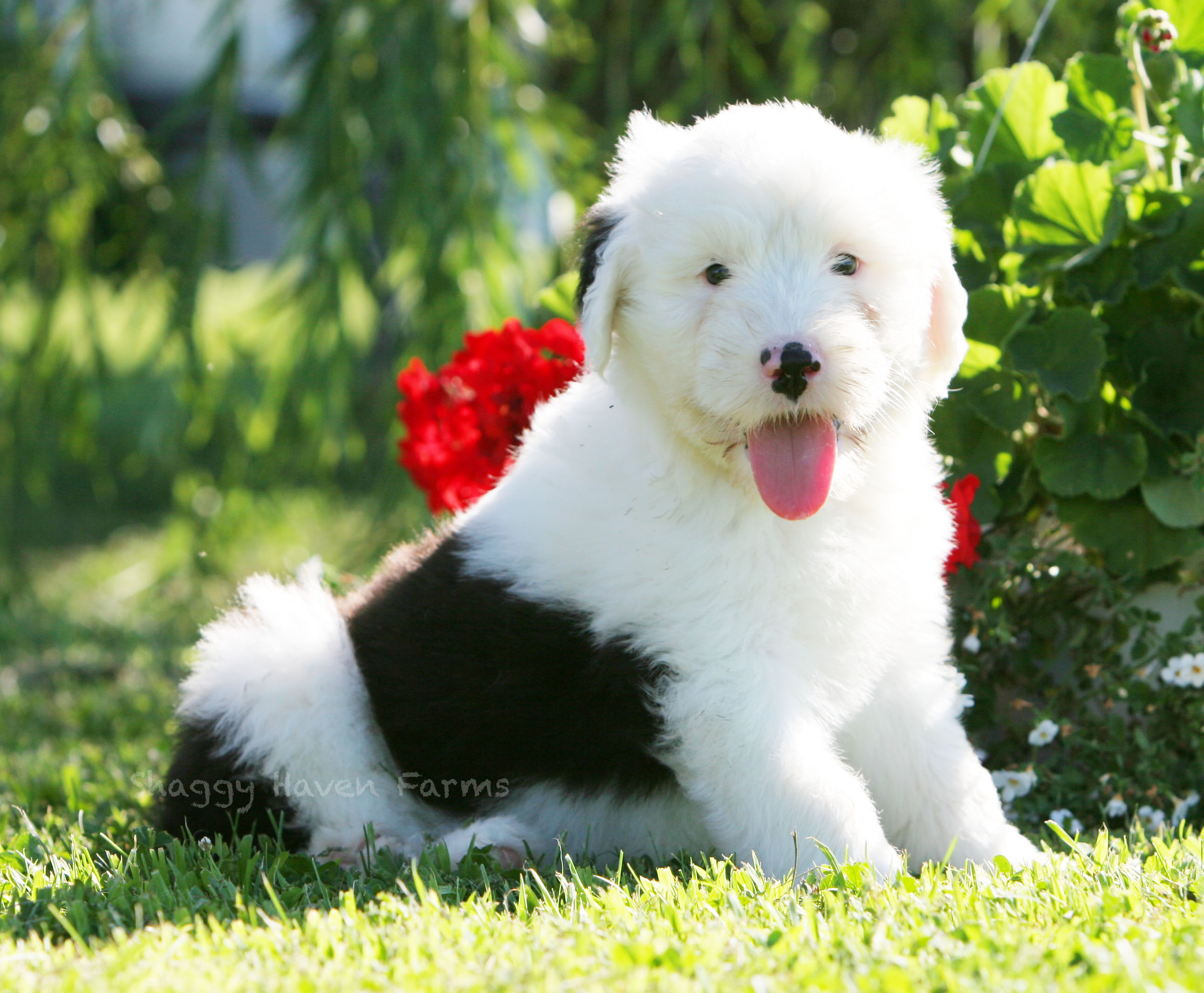 Sheepdog Wallpapers