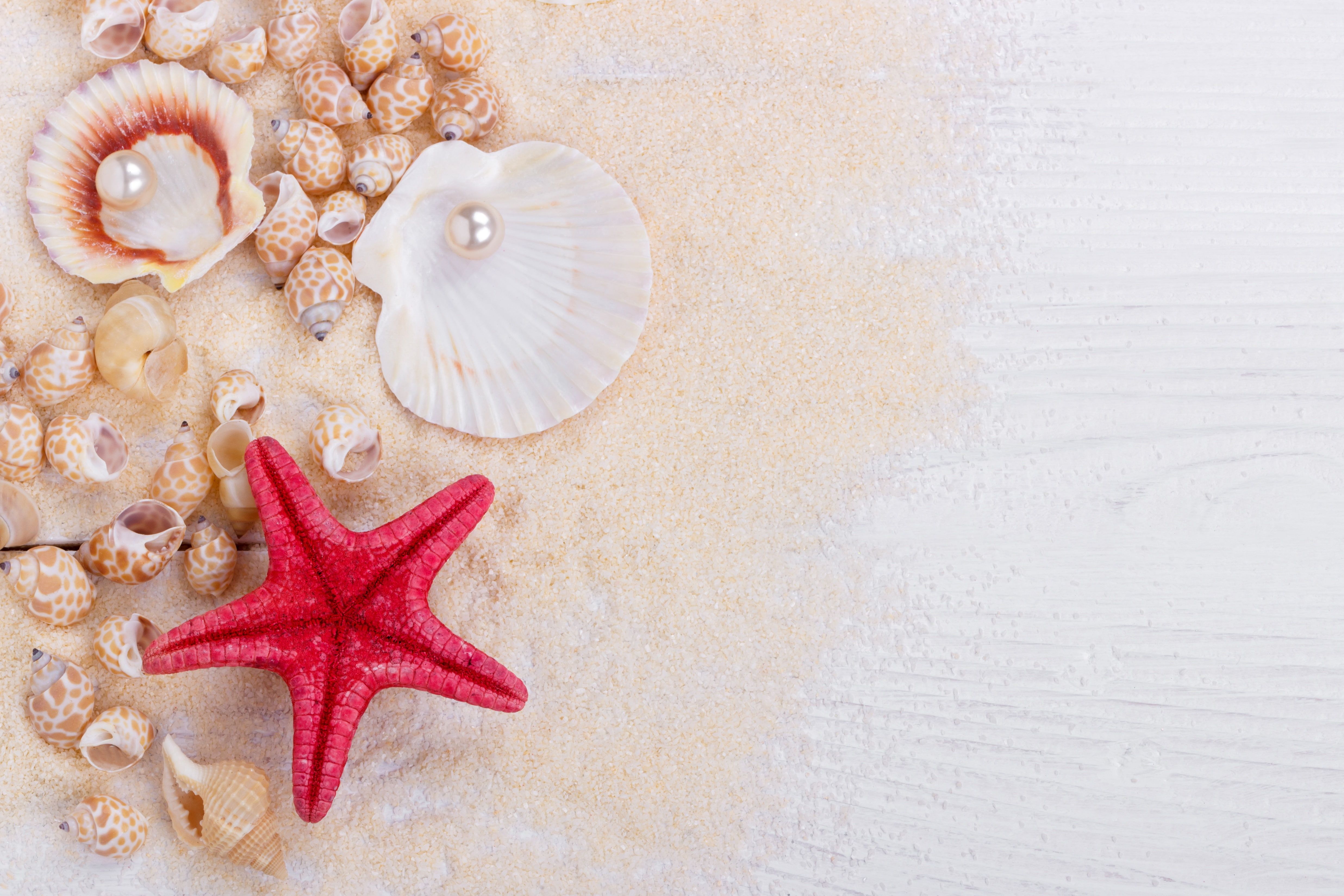 Shell And Starfish In Sand Wallpapers