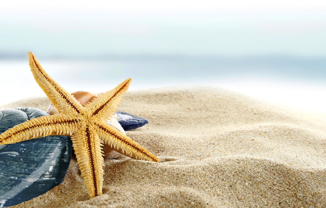 Shell And Starfish In Sand Wallpapers