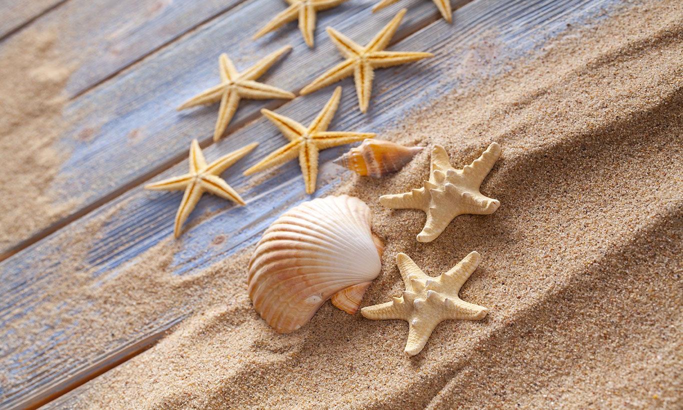 Shell And Starfish In Sand Wallpapers