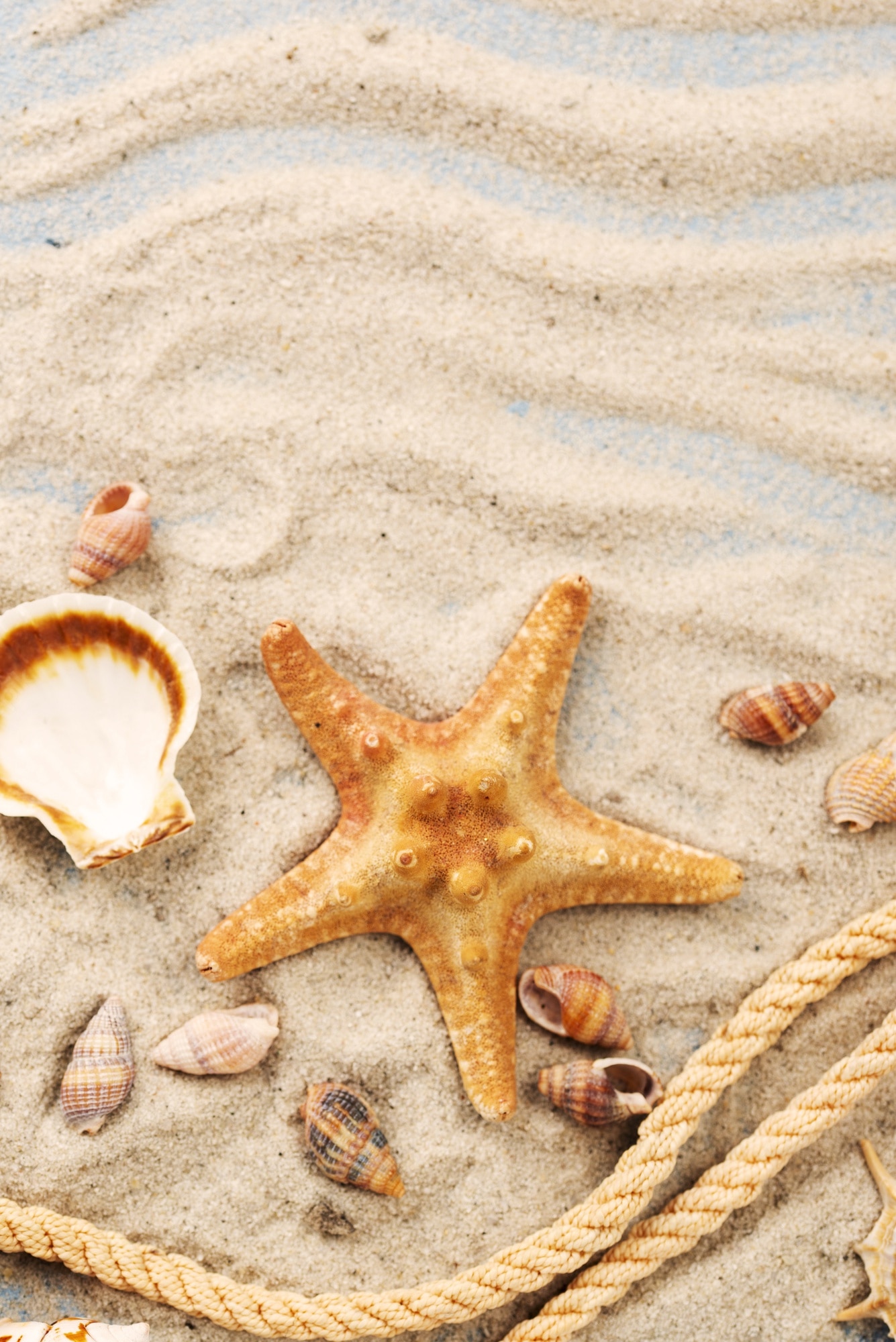 Shell And Starfish In Sand Wallpapers