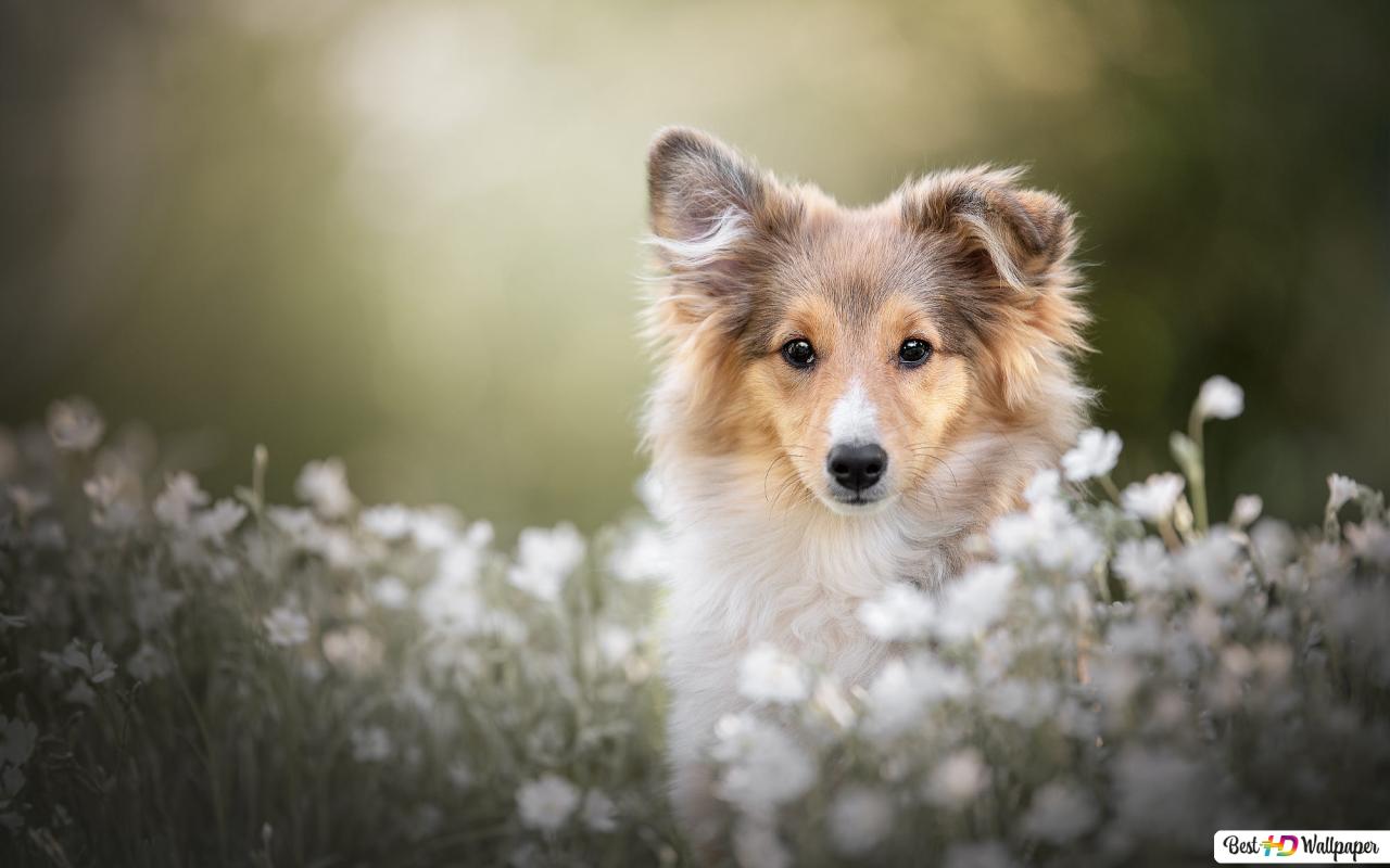 Shetland Sheepdog Wallpapers