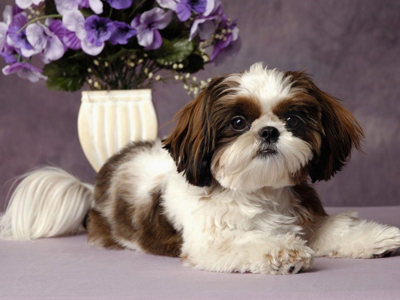 Shi Tzu Wallpapers