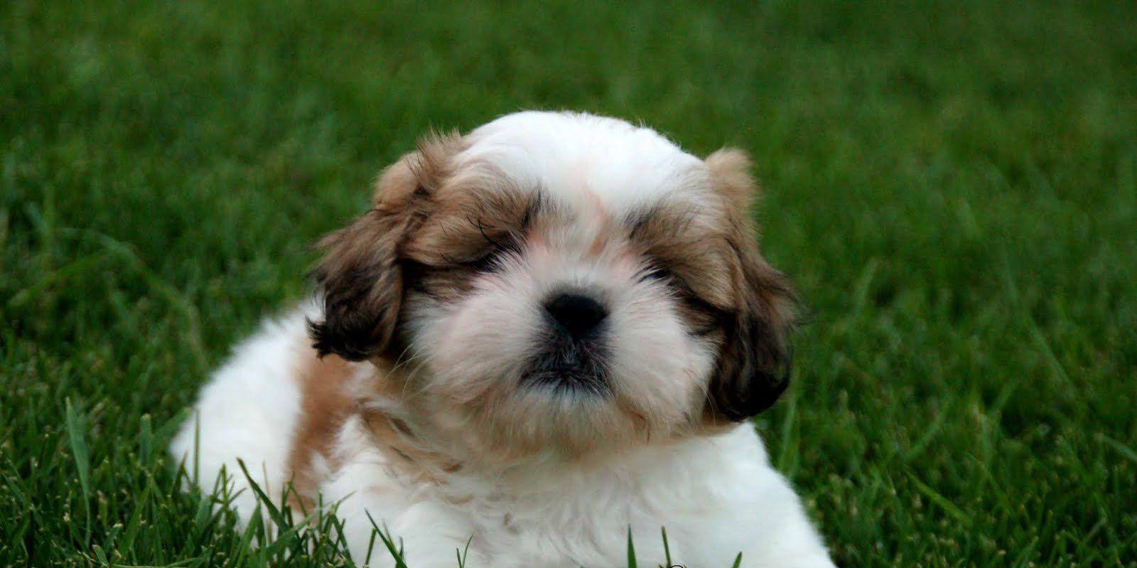 Shi Tzu Wallpapers