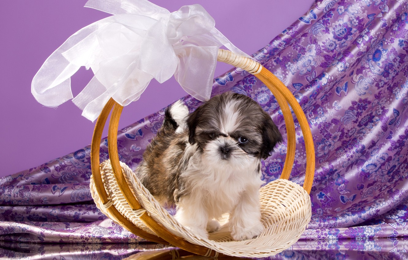 Shi Tzu Wallpapers