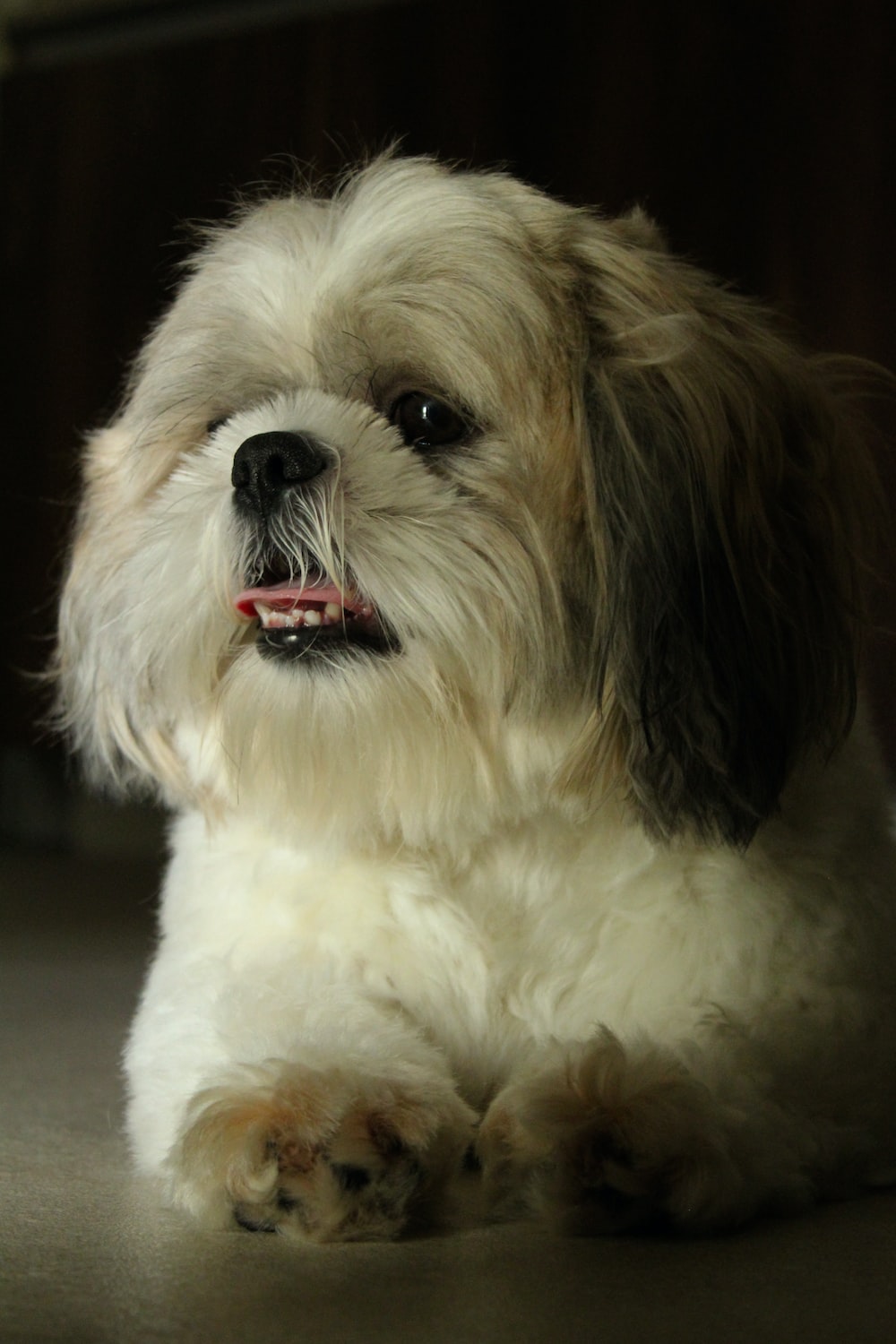 Shi Tzu Wallpapers