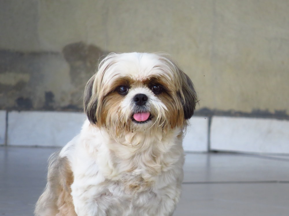 Shi Tzu Wallpapers