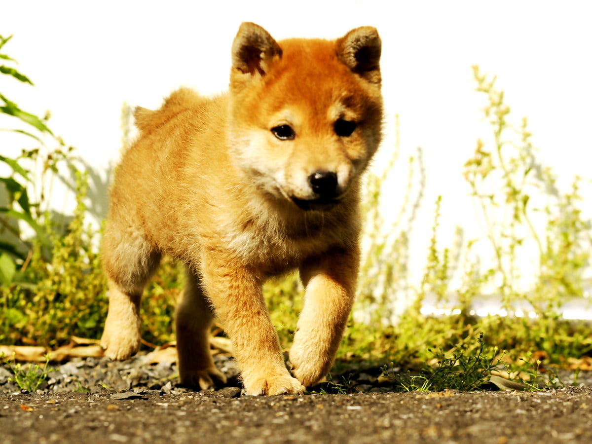 Shiba Inu Wallpapers