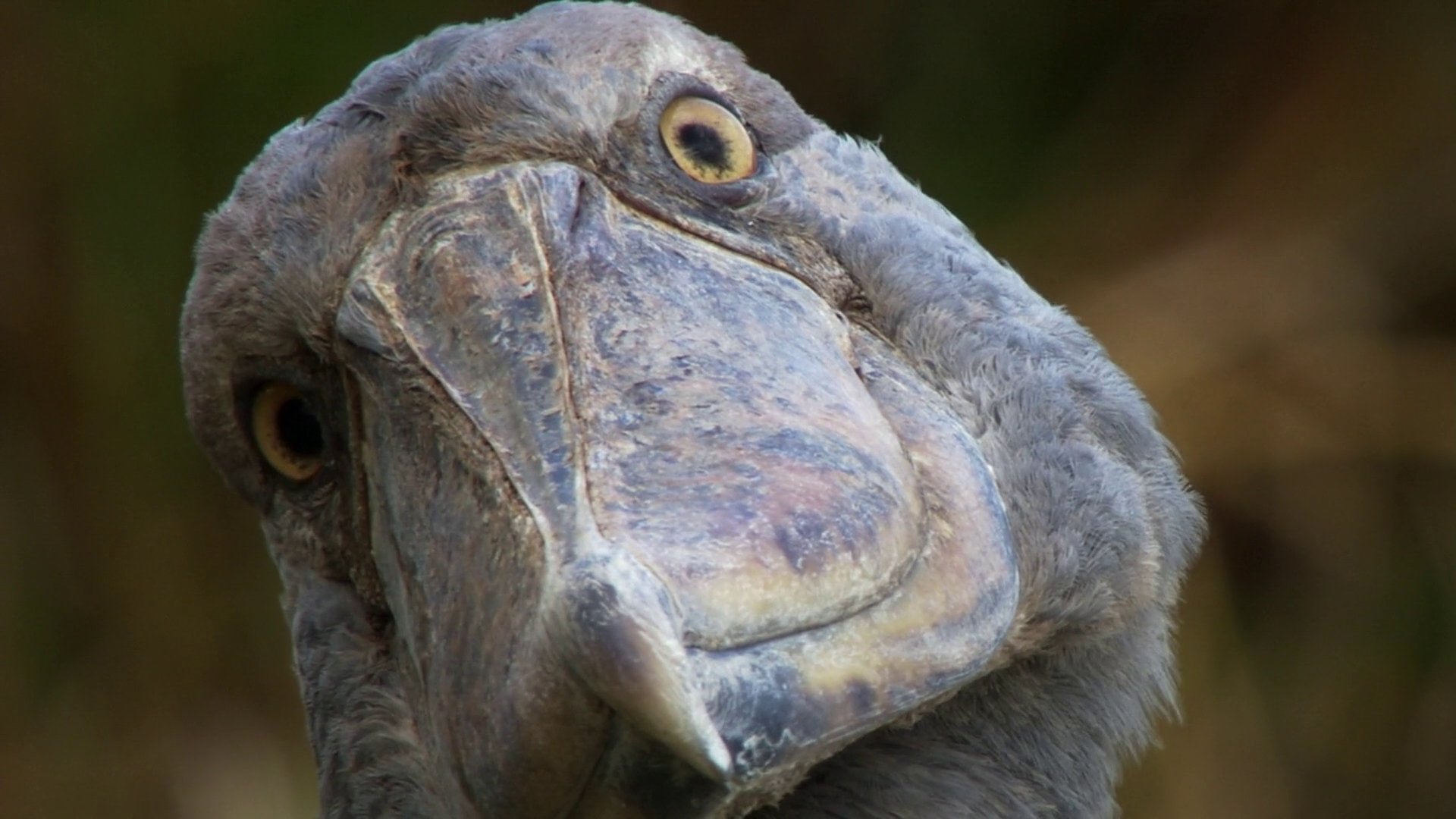 Shoebill Wallpapers