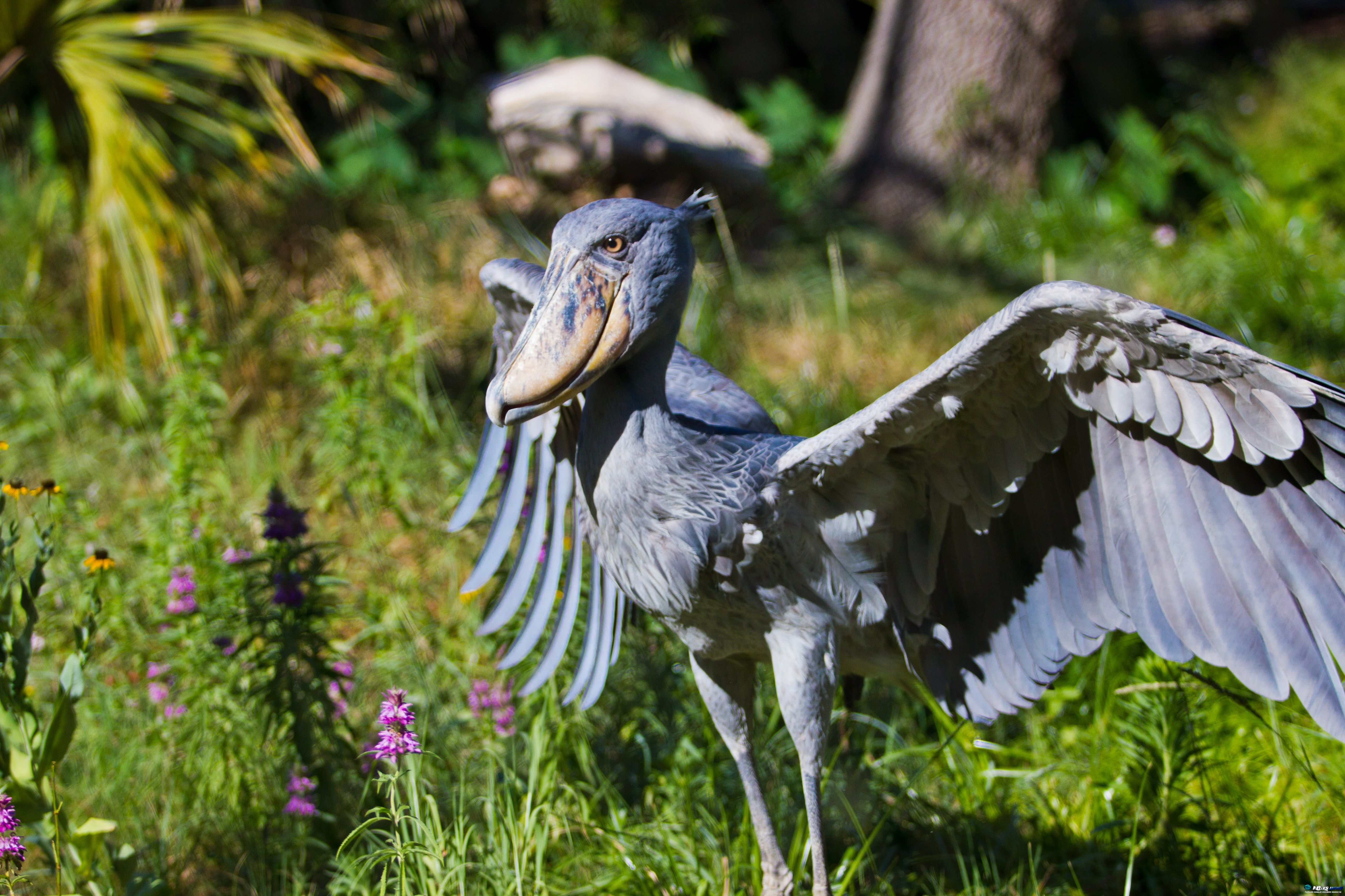 Shoebill Wallpapers