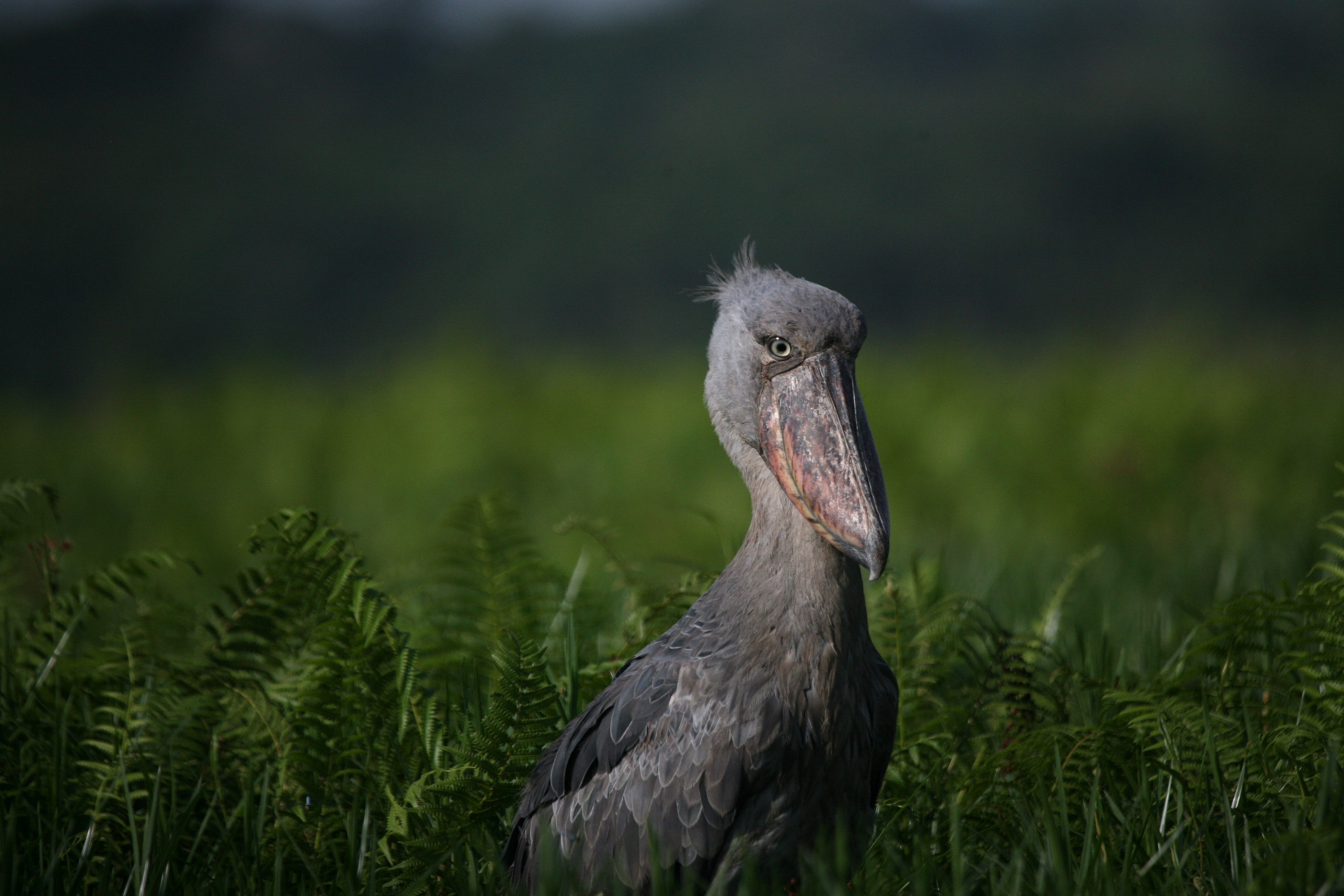 Shoebill Wallpapers