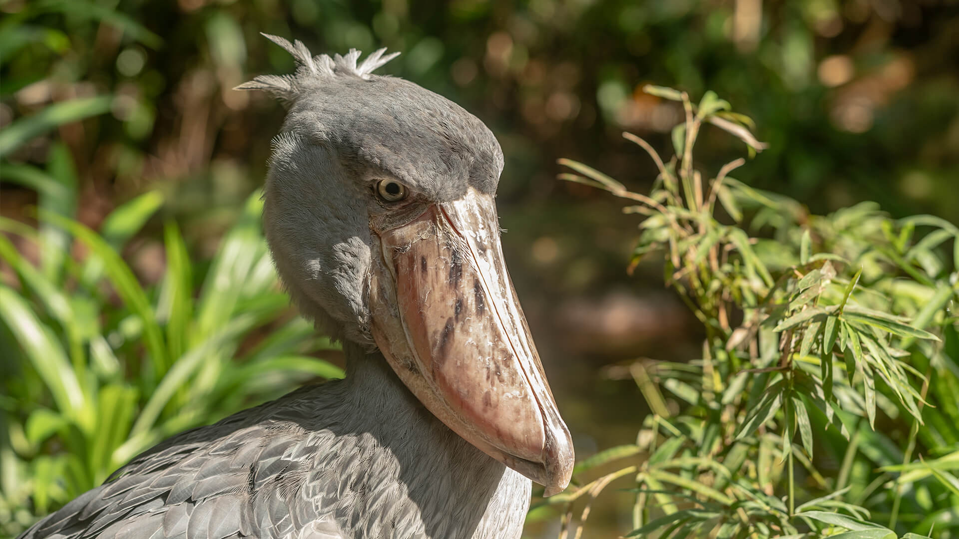 Shoebill Wallpapers