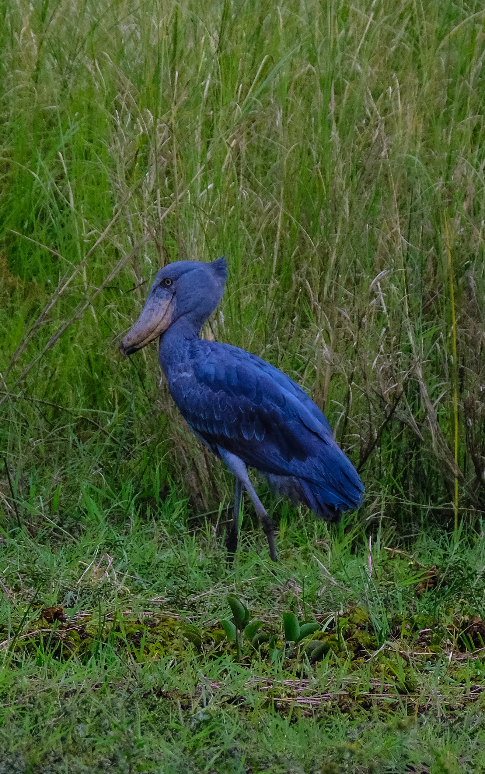 Shoebill Wallpapers