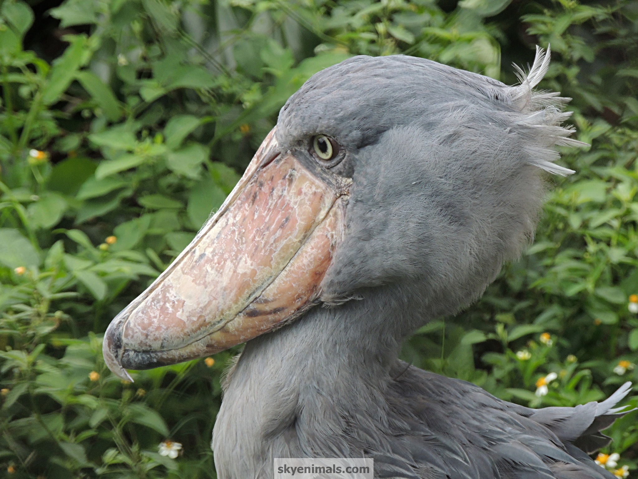 Shoebill Wallpapers